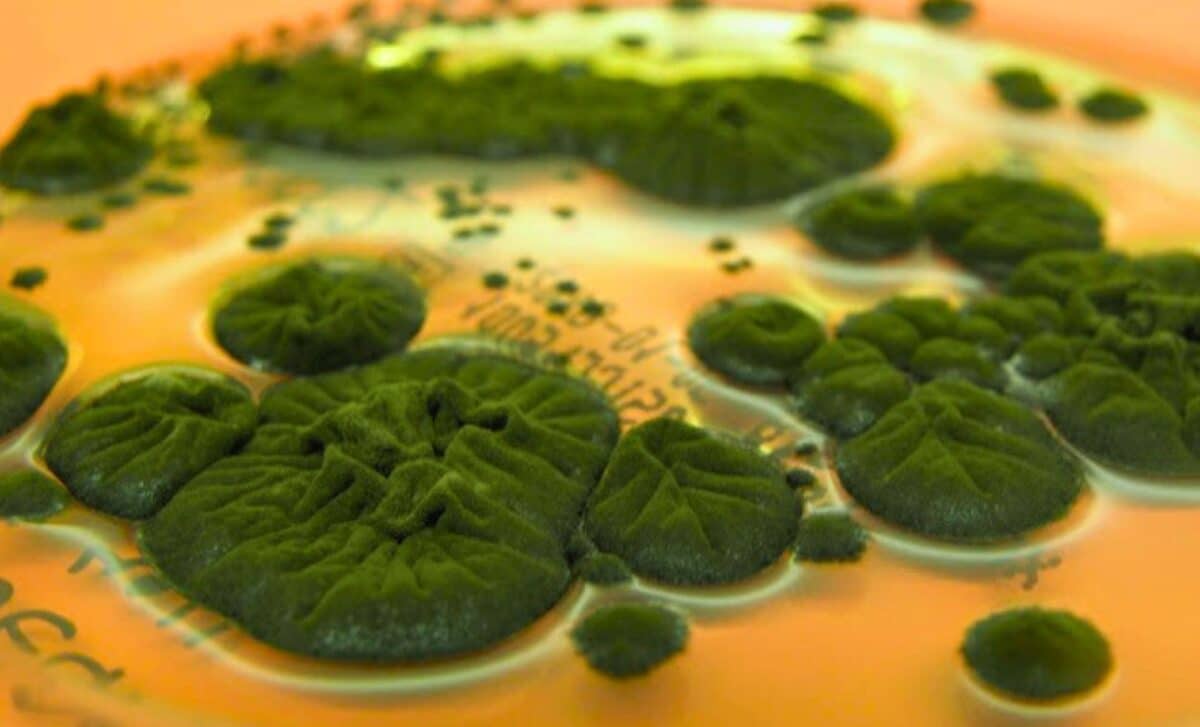 Featured image for Chernobyl Fungus Evolves Unique Radiation-Absorbing Ability