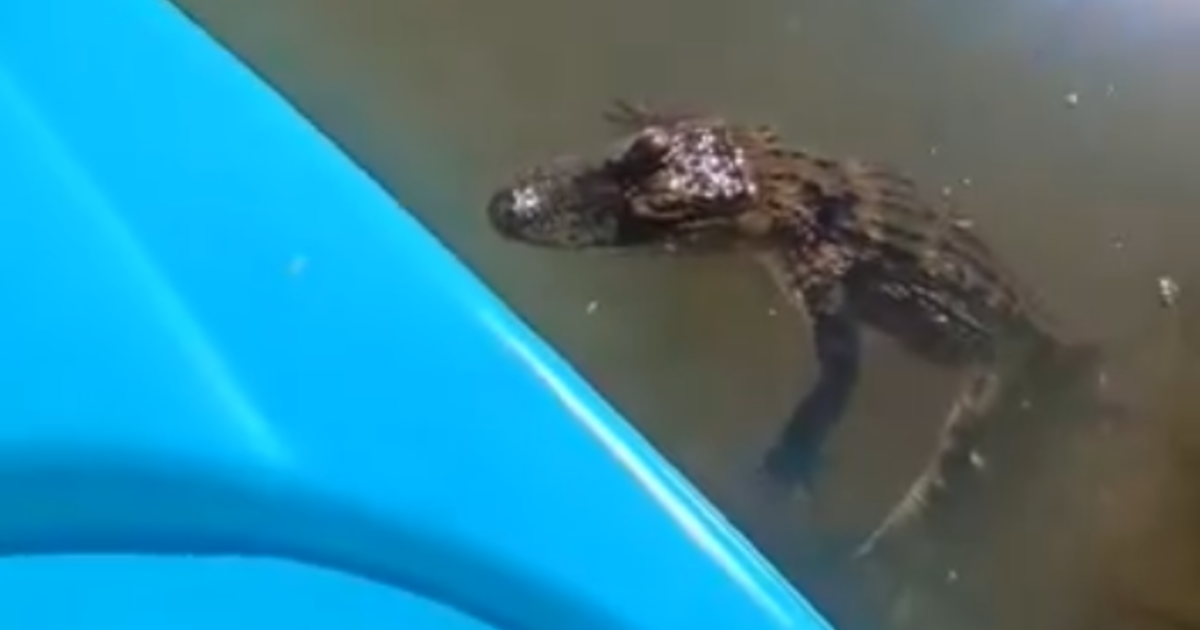 Featured image for Woman's Close Encounter: Alligator Sighting on Kiski River