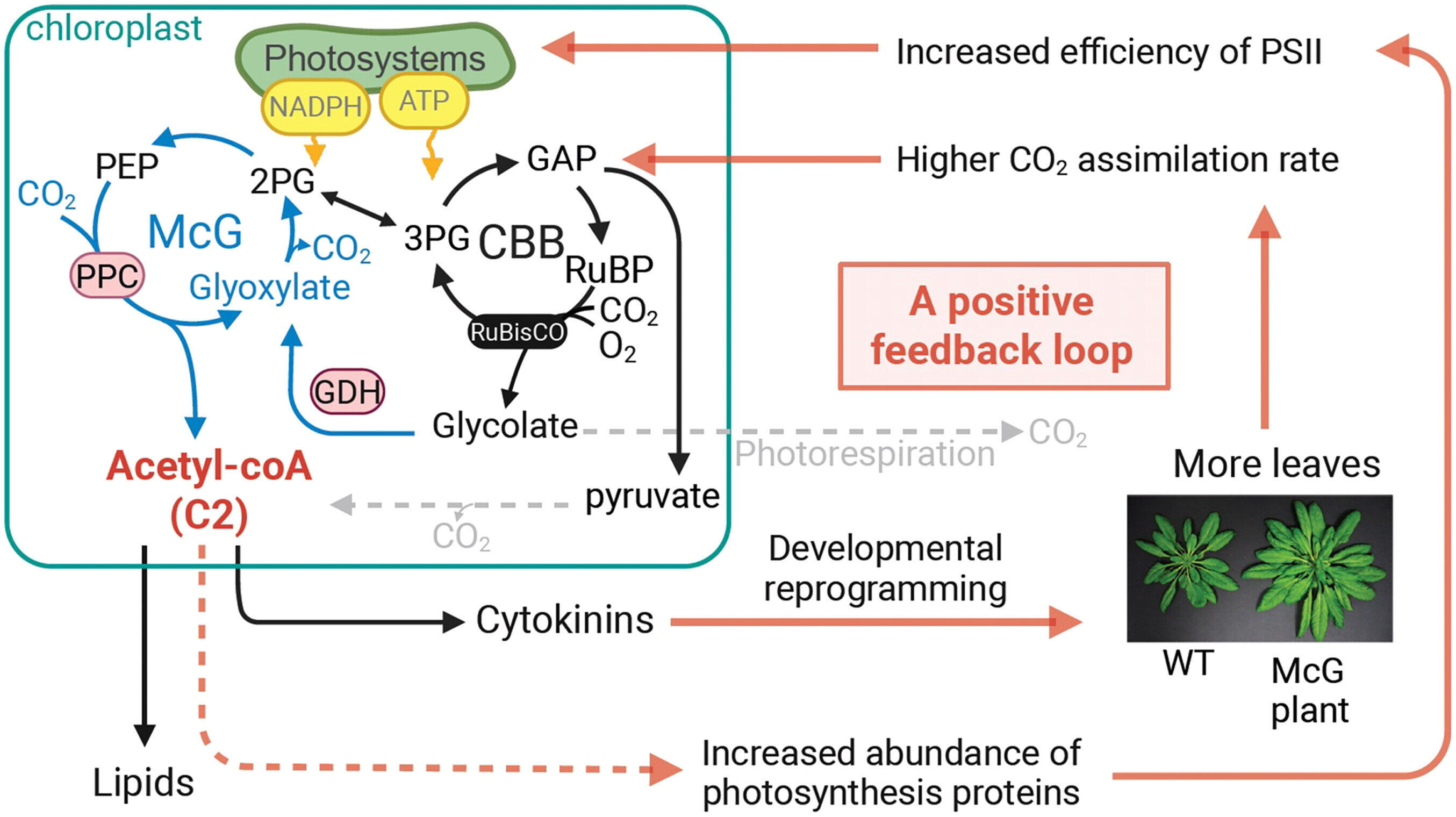 Featured image for Scientists Enhance Plants' Carbon Absorption and Seed Production
