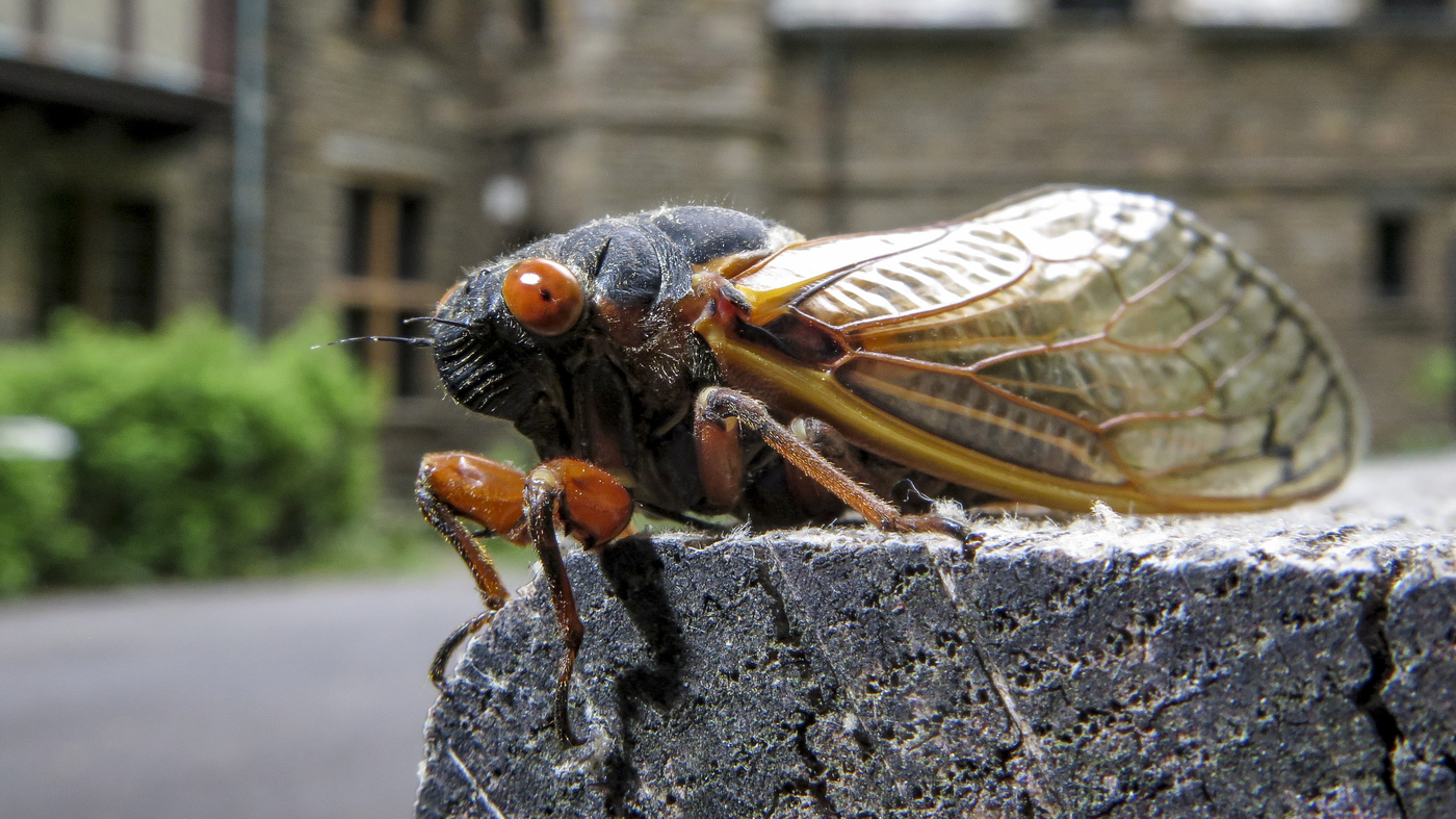 Featured image for "Cicada Emergence: The Science Behind Their Powerful Urine Spray"