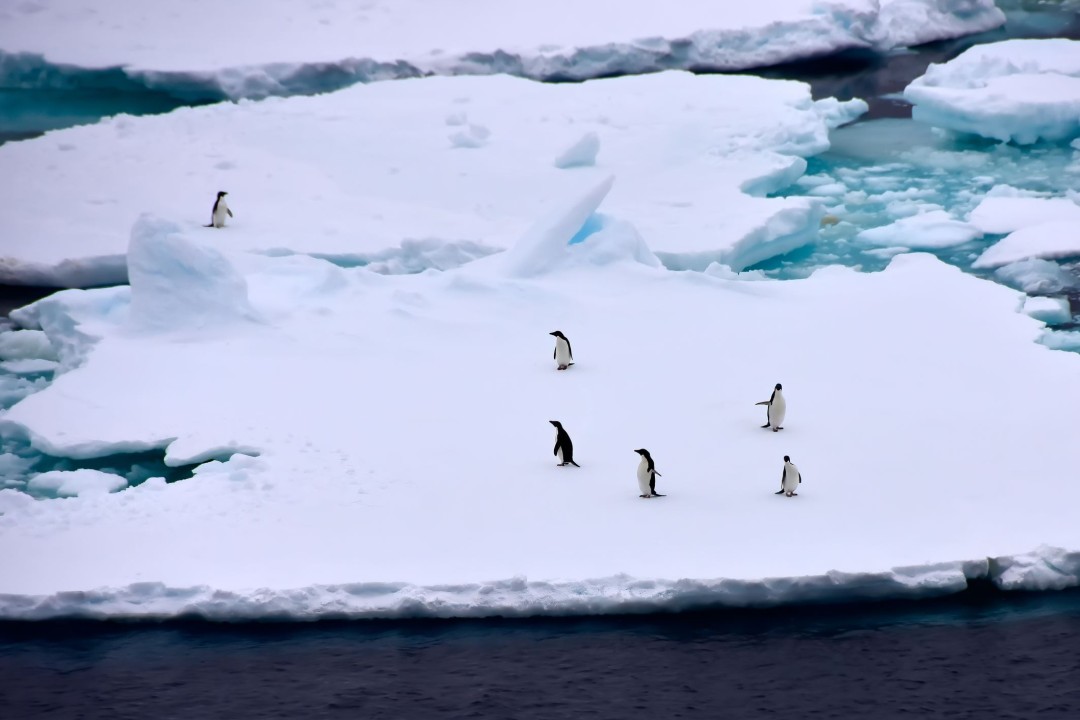 Featured image for Penguin Guano's Role in Antarctic Climate and Cloud Formation