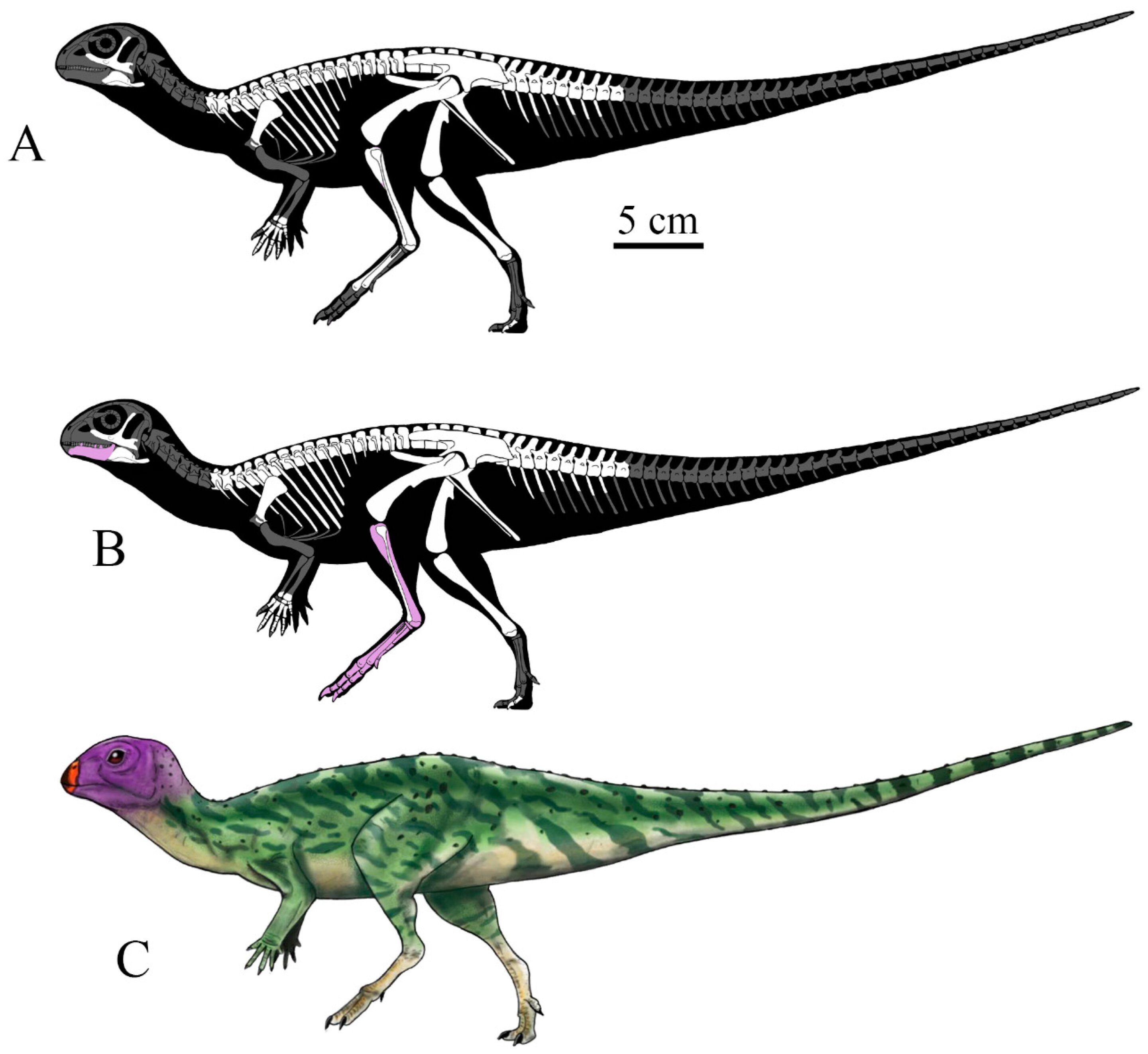 "Thai Fossil Unveils Remarkable New Dinosaur Species"