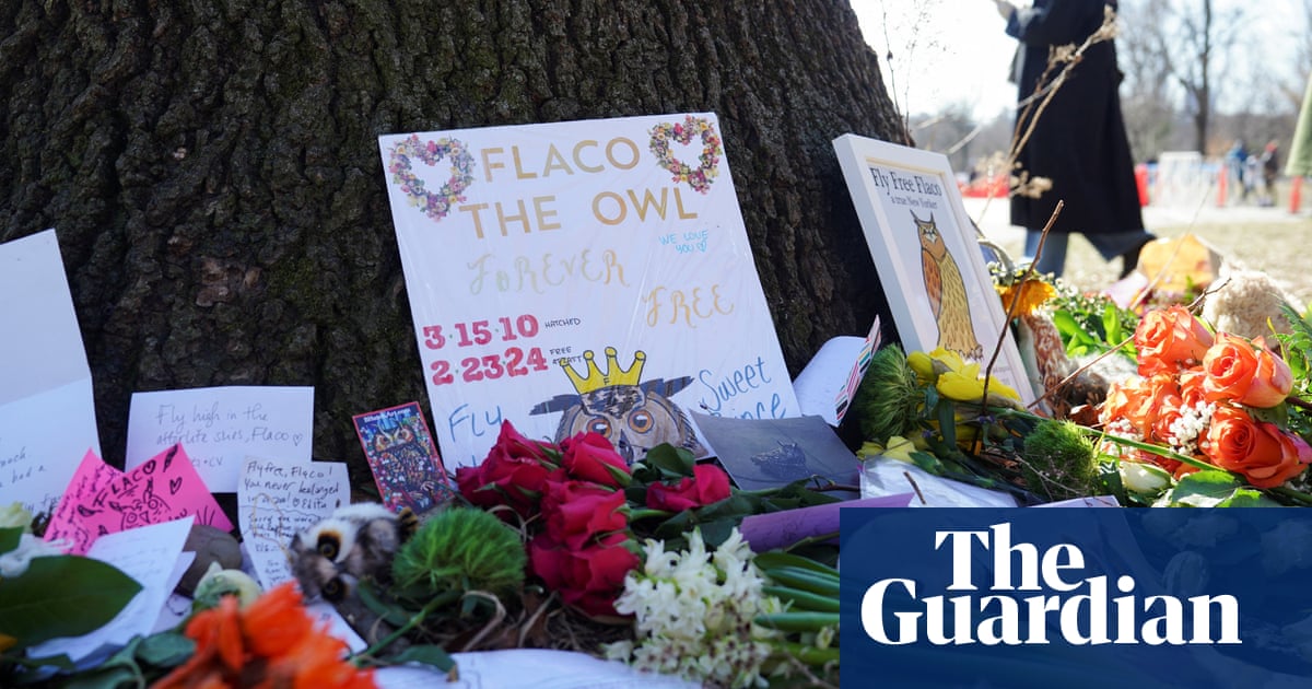 Featured image for "Remembering Flaco: Lessons from the Tragic Loss of New York City's Beloved Owl"