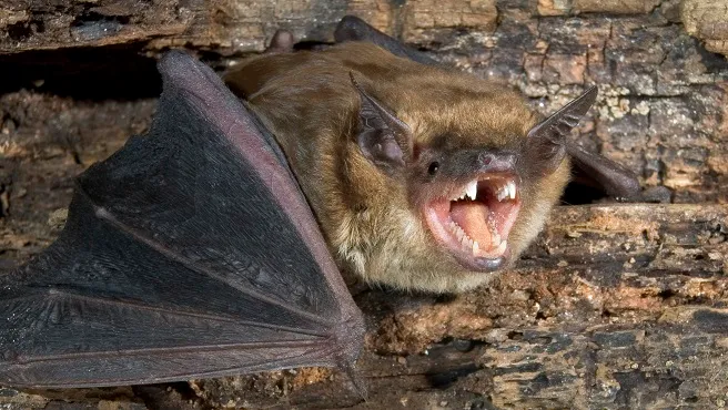 "RI Health Department Raises Alarm over Unprecedented Bat Season"