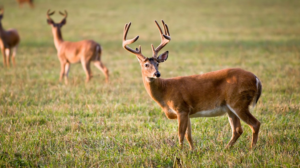 Featured image for Chronic Wasting Disease Continues to Spread Across US