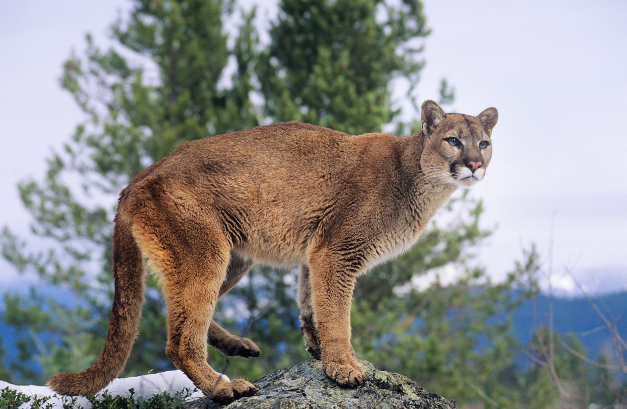 Mountain Lion Attacks on Humans in the Wild West