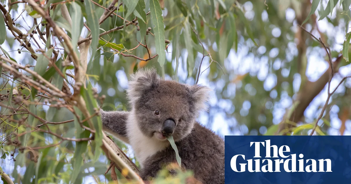 Conservationists Criticize Failure of Nature Laws Amid Koala Habitat Loss