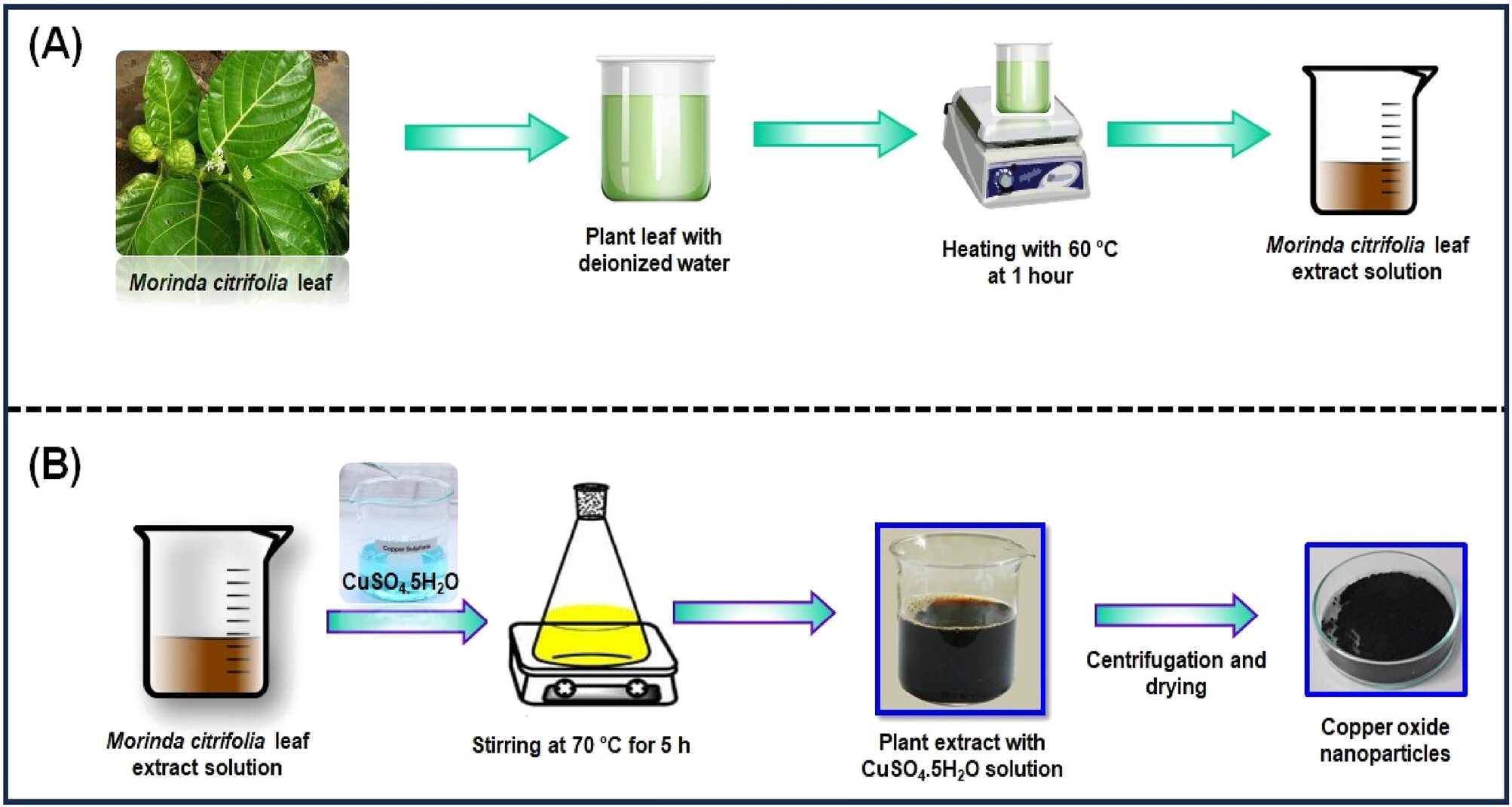 Featured image for "Noni Plant-Based Green Method for Producing Bactericidal Copper Oxide Nanoparticles"