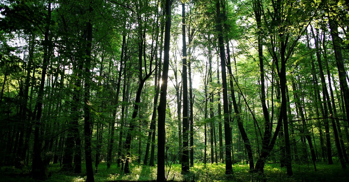 Featured image for "Obstacles arise in EU's push for green legislation"