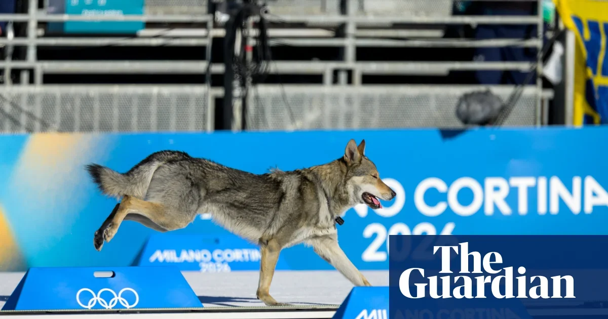 Dog Dash at Olympic Cross-Country Sprint Falls Short of Medals
