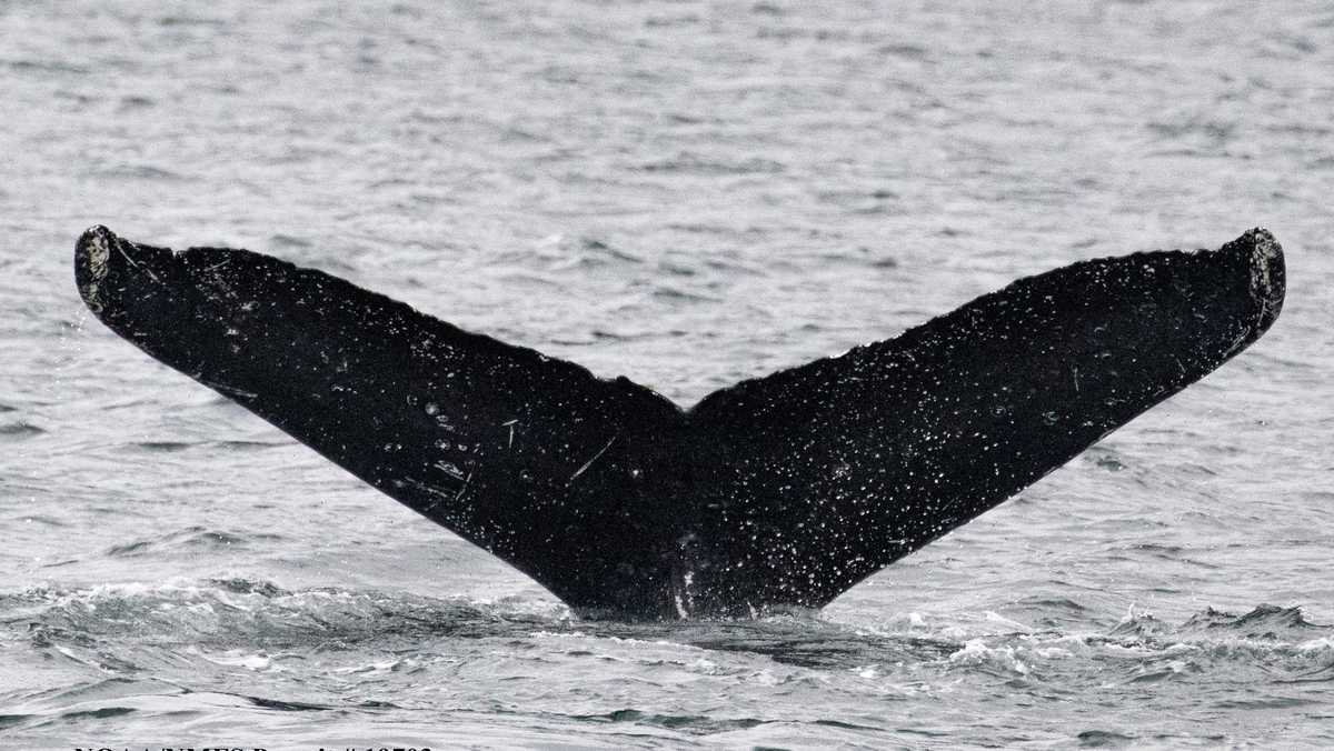 Featured image for "UC Davis Professor's Groundbreaking 'Conversation' with Humpback Whale Opens Door to Alien Communication"