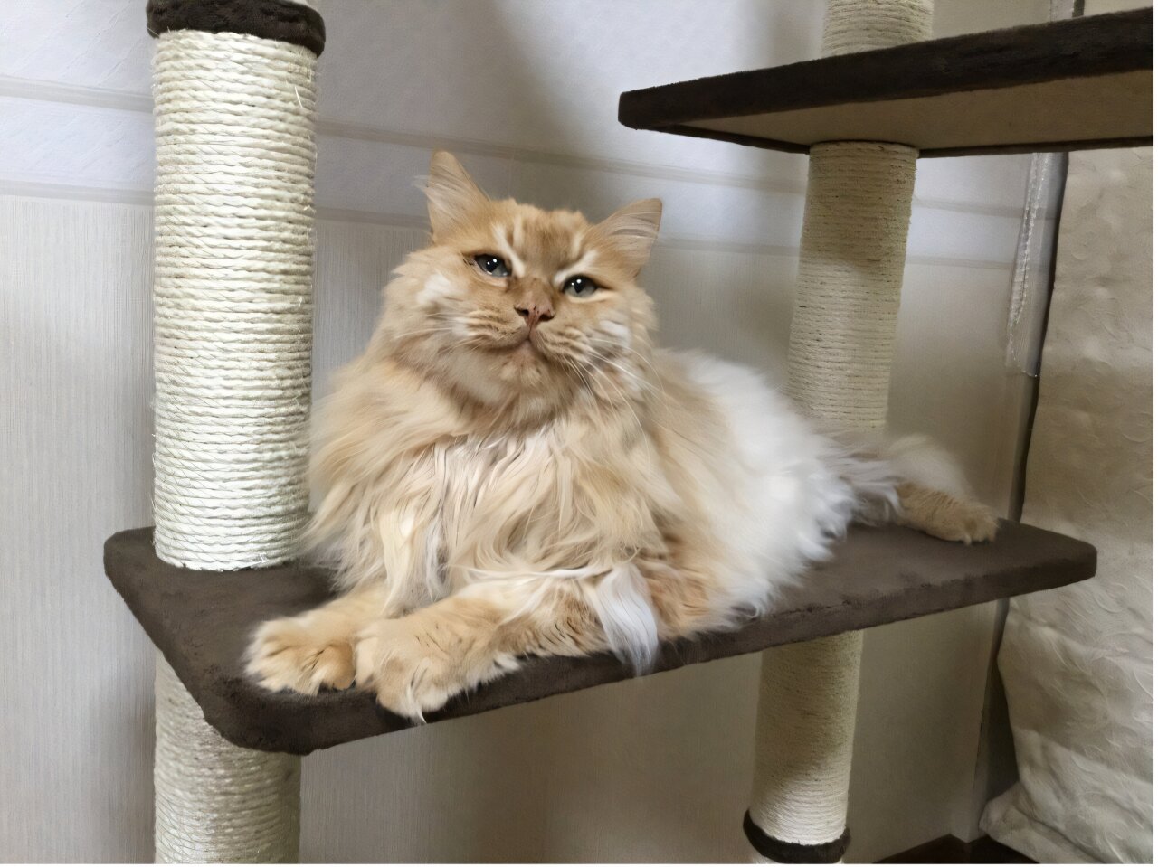 Featured image for Genetic Secrets Unveiled Behind Cats' Purring and Behavior