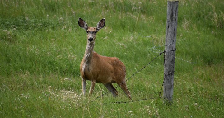 Featured image for "Rising Concern: Chronic Wasting Disease Cases in North America"