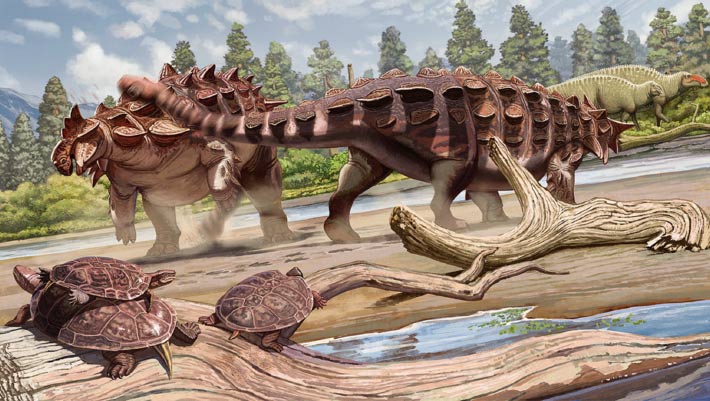 Featured image for New Ankylosaurid Dinosaur Species Unearthed by Paleontologists