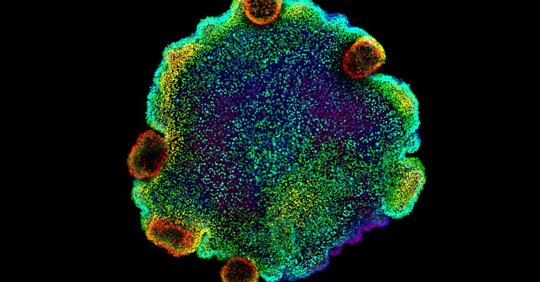 Featured image for Unveiling the Ancient Origins of Neurons: Thank This Blobby Animal