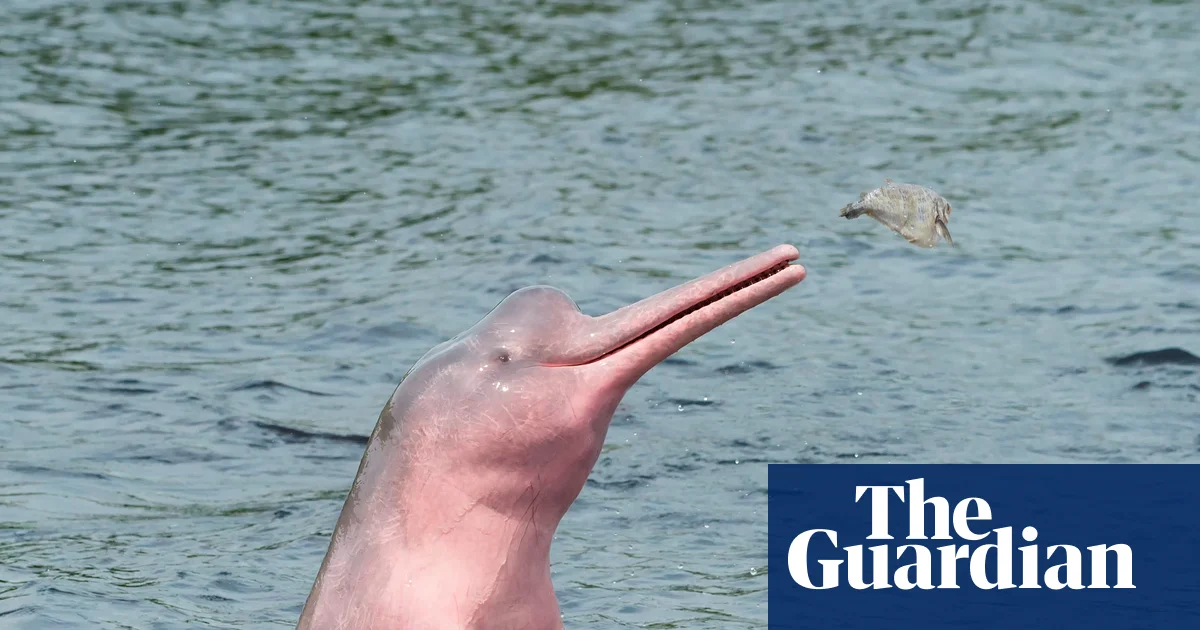 Featured image for Record Amazon lake heat reaches jacuzzi temperatures, causing dolphin die-offs