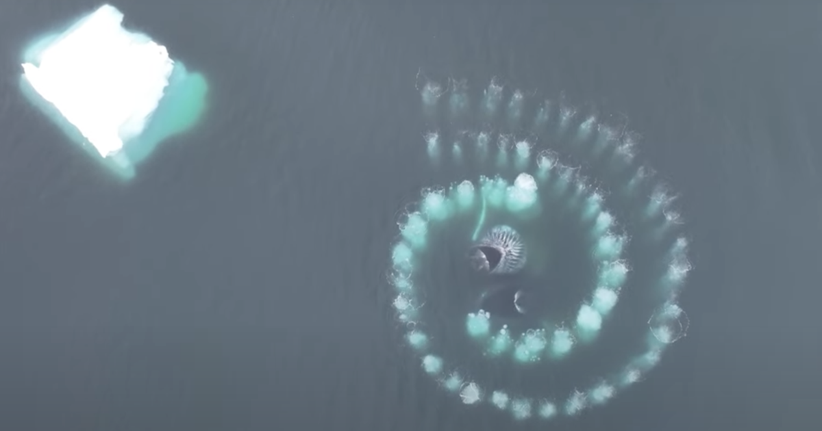"Humpback Whales' Mesmerizing Fibonacci Spiral Captures Prey: Incredible Footage"