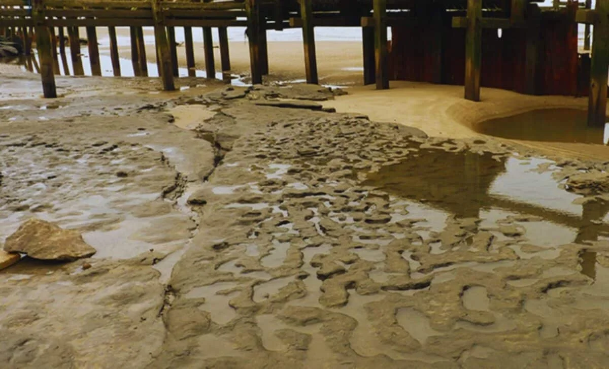 800,000-Year-Old Footprints in Norfolk Reveal Early Humans in Northern Europe