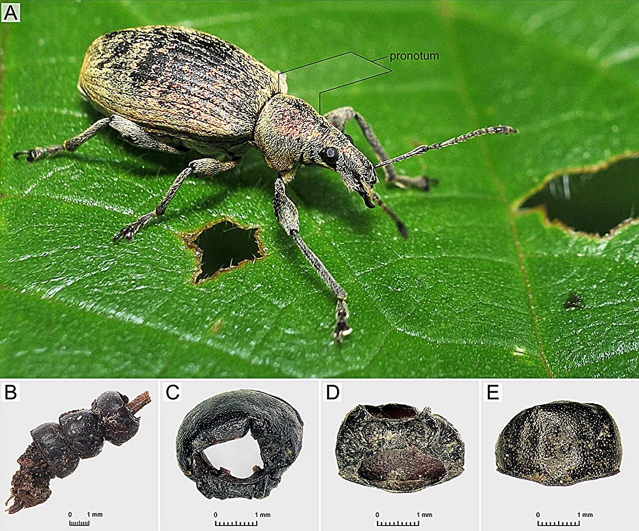 Featured image for Ancient Hallstatt Burial Reveals Rare Beetle Ornament