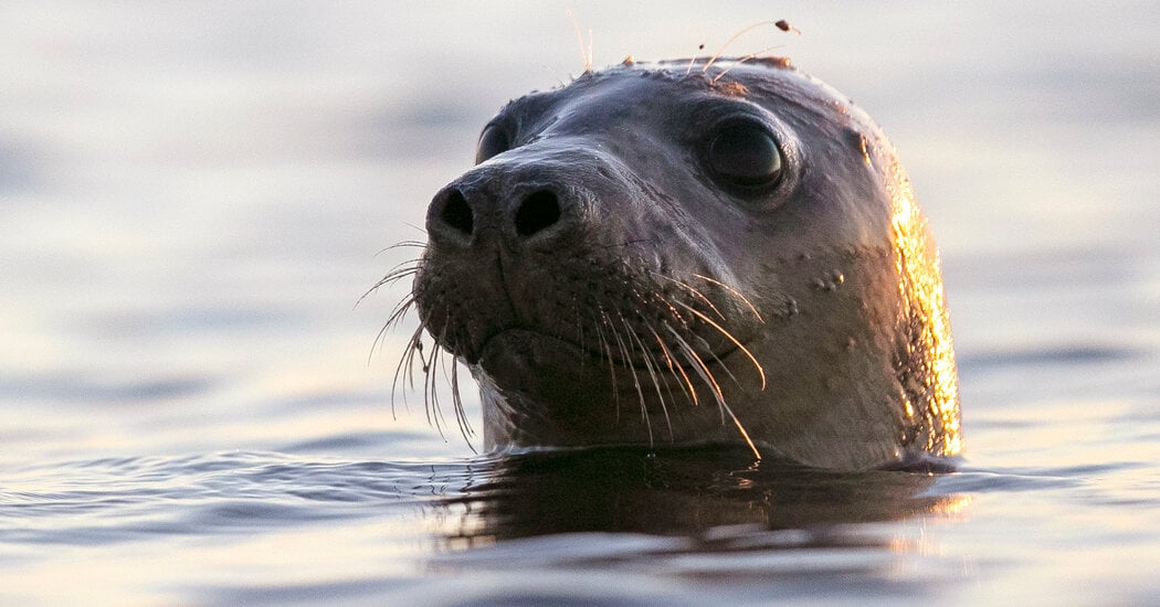 Featured image for Bird Flu Outbreak Spreads to Seals and Raises Concerns for Humans