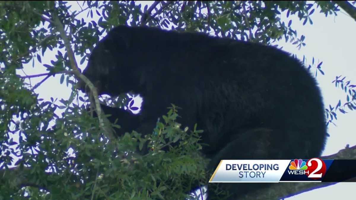 Bear Sightings in Altamonte Springs and Colorado Result in Tragic Consequences