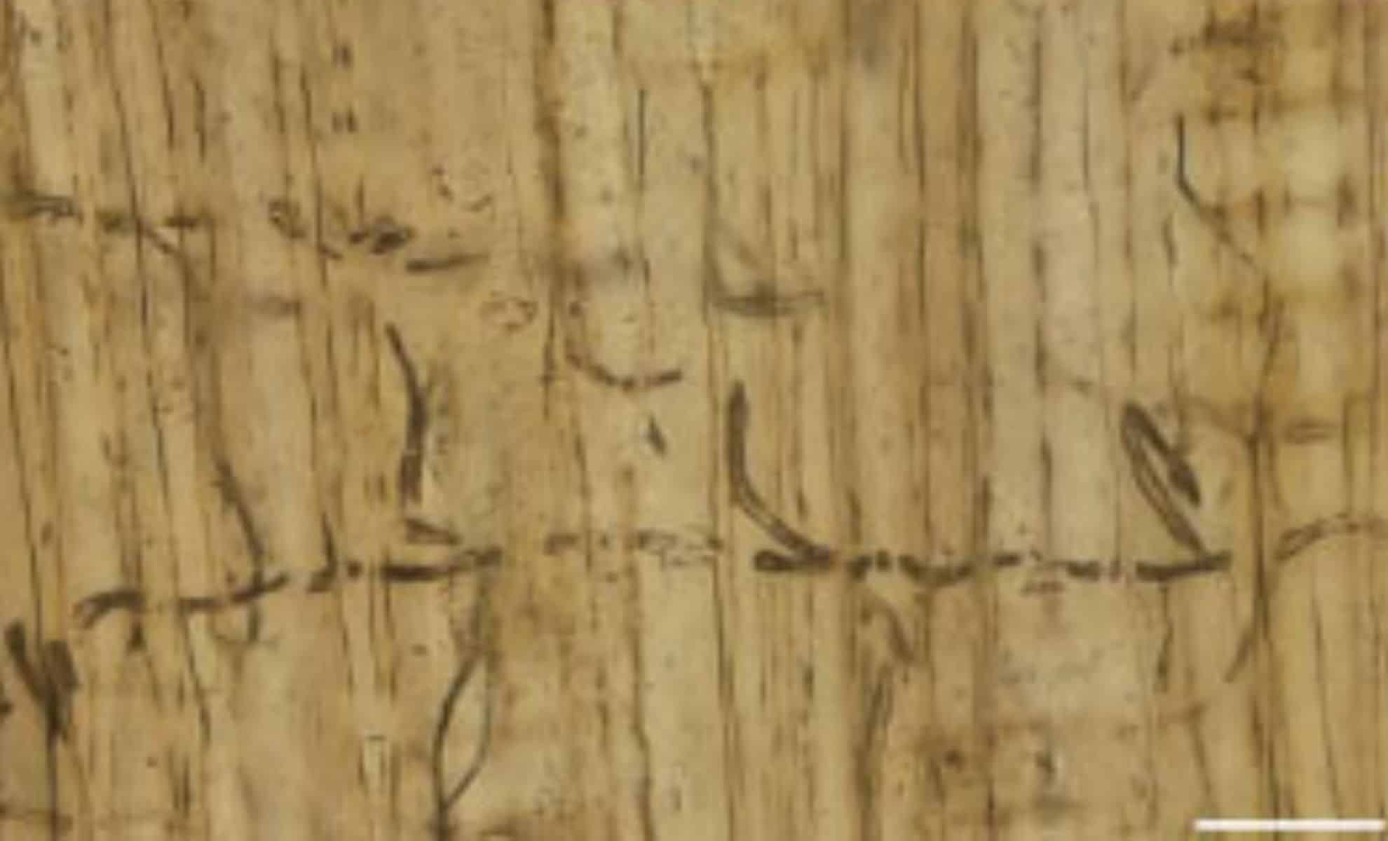 Featured image for Ancient Chinese Fungus Unveils Jurassic Life Secrets