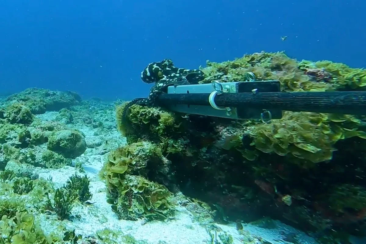 Clever Octopus Triggers Tug-of-War with Hidden BRUVS Camera on Tuvalu Reef