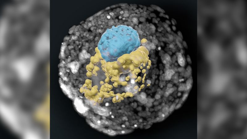 Featured image for "Advancements in Lab-Made Human Embryos: Promising Prospects and Ethical Dilemmas"