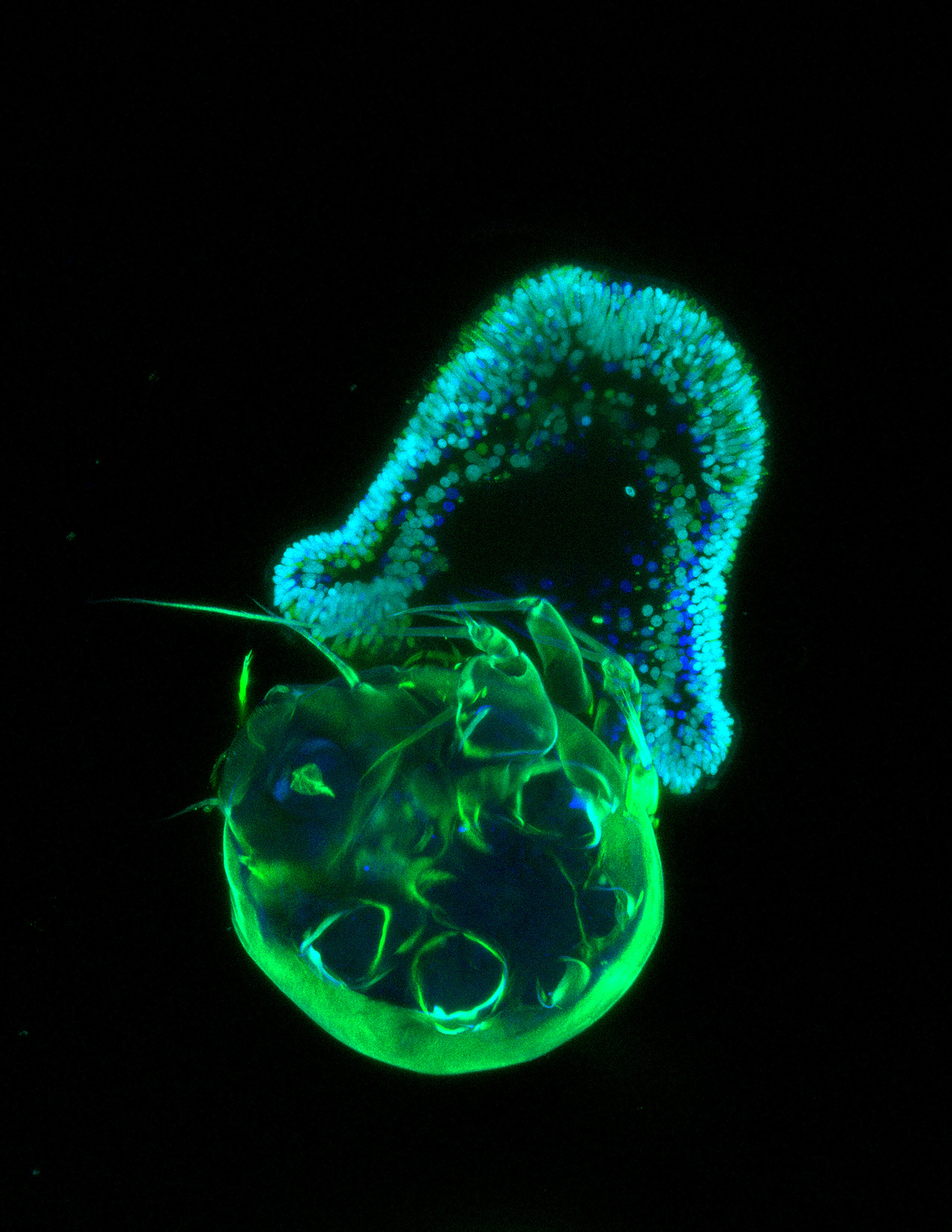 Featured image for "The Origins of Animal Evolution: Tracing the Path of Predatory Lifestyles"