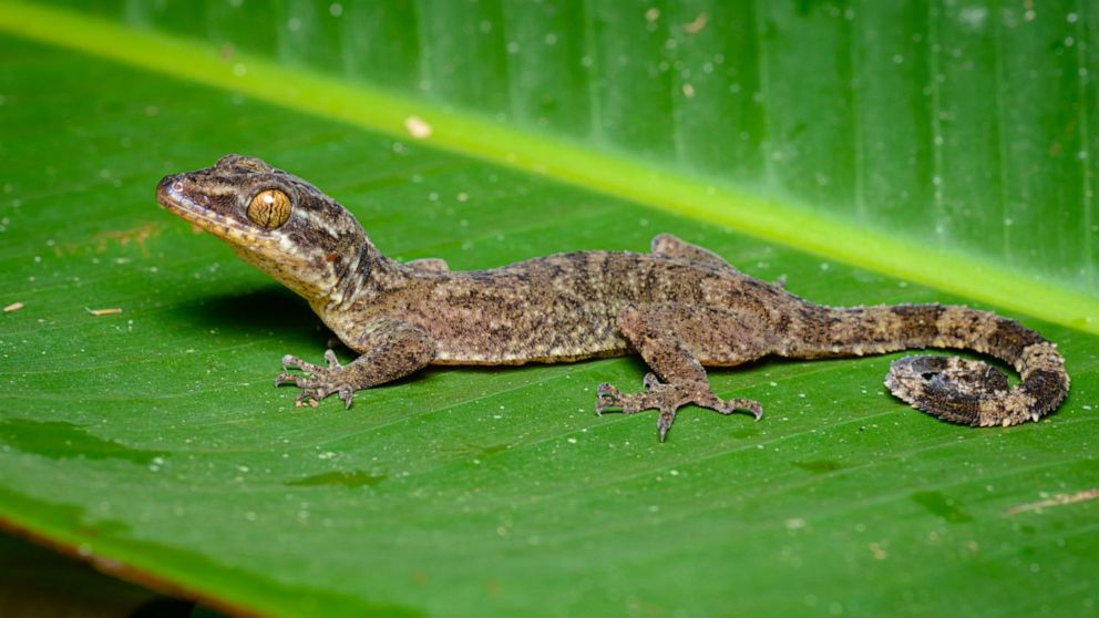 "Remote region yields hundreds of new species, researchers report"