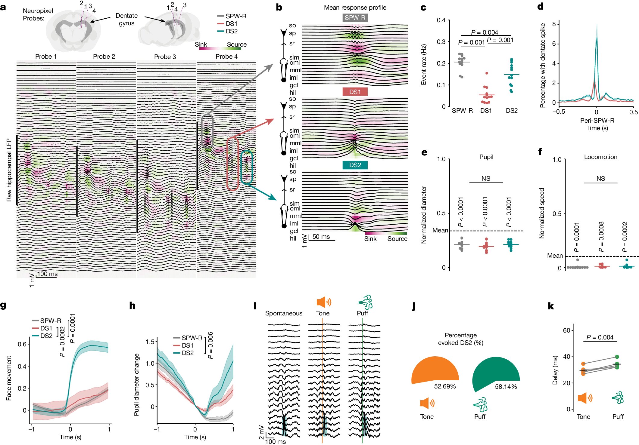 Featured image for "Unveiling the Brain's Daydream Interruption Mechanism"