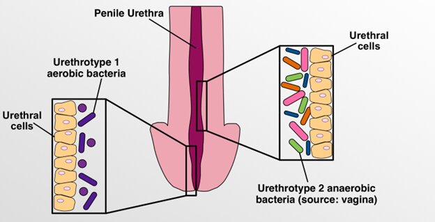 Vaginal sex impacts male urethral and penile microbiome.
