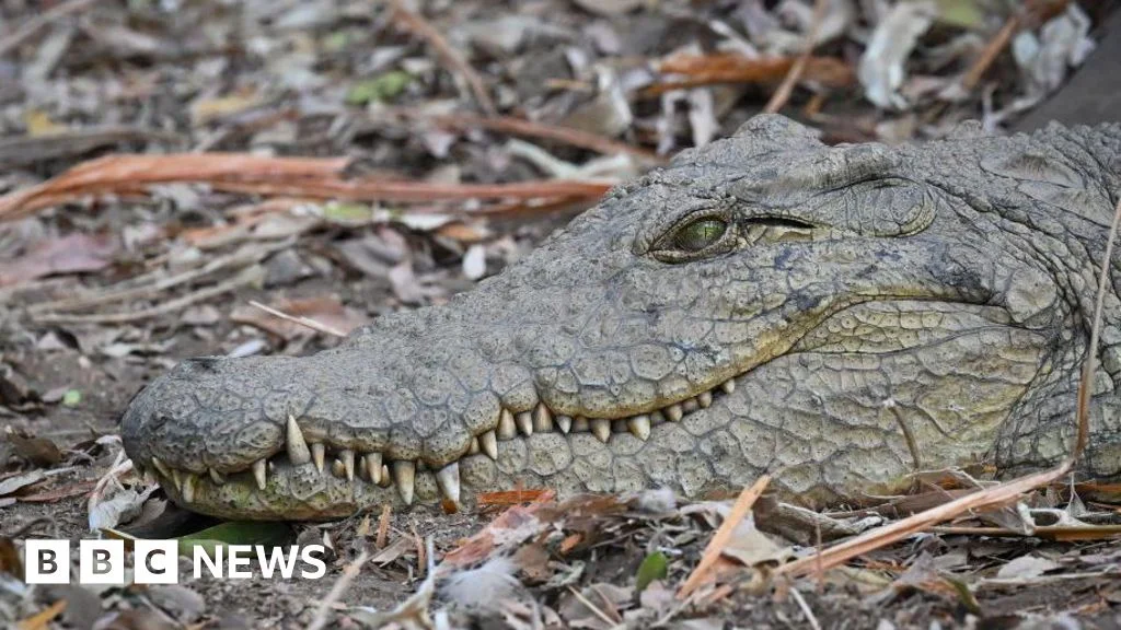 Crocodile Attack After Elephant Encounter Kills Zambia Fisherman