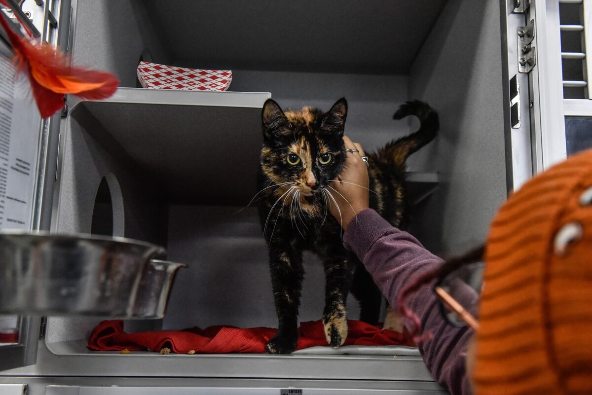 Featured image for "Zoetis Plummets on Reports of Pet Arthritis Drug Side Effects"