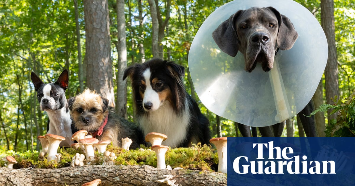 "Strays Director Finds Unexpected Hero in Adorable 15lb Mutt"