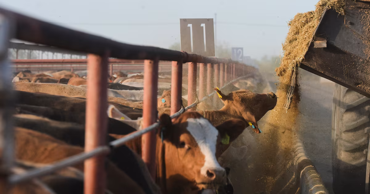 Featured image for Texas Enforces Ban on Lab-Grown Meat Amid Legal Challenges