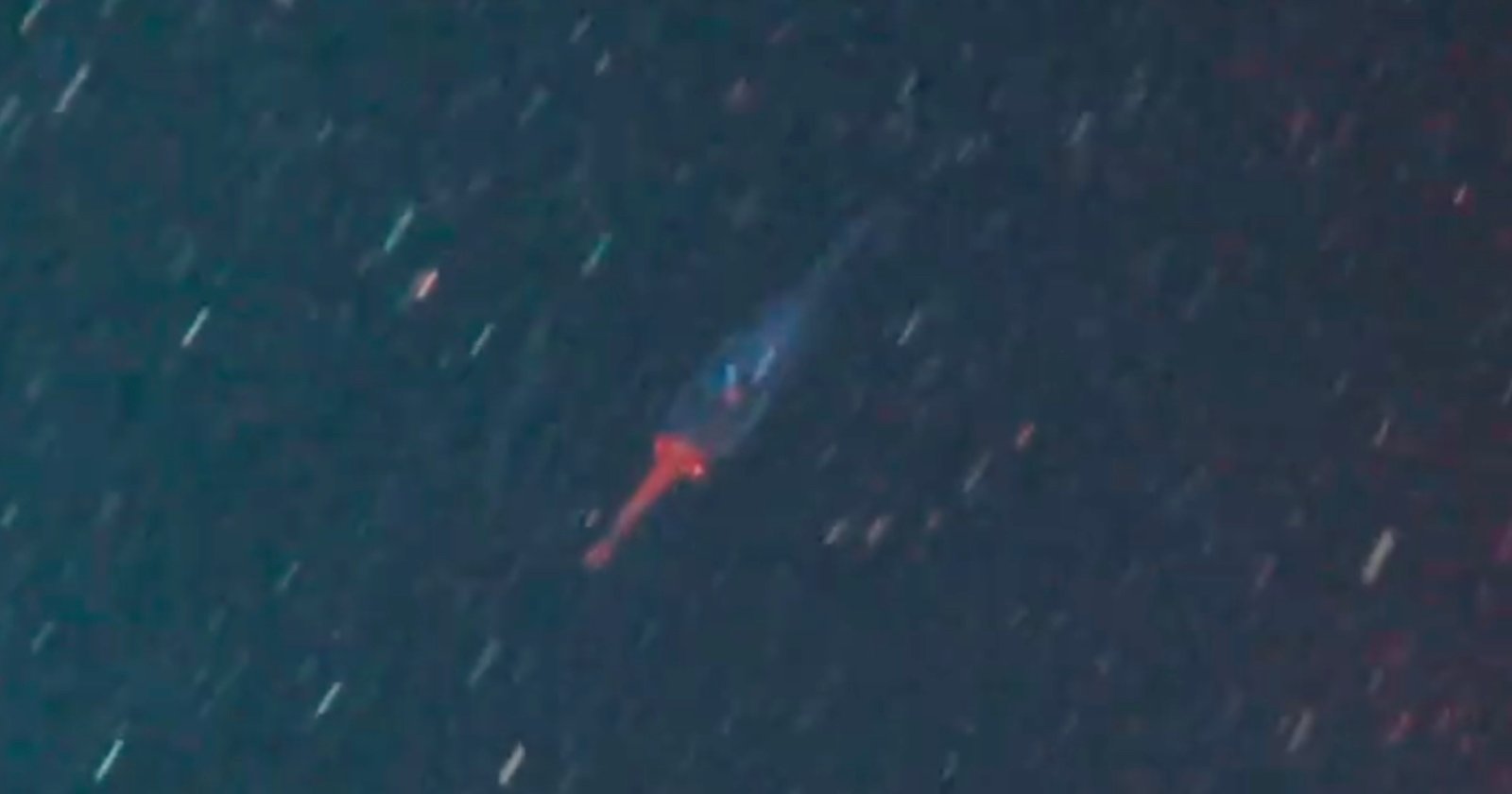 Featured image for "First-Ever Footage of Baby Colossal Squid Captured by Scientists"