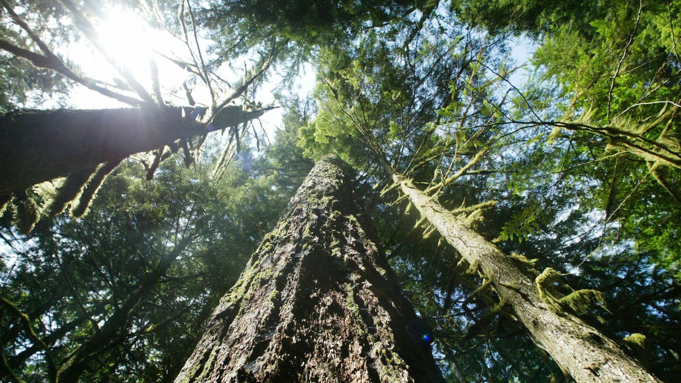 Featured image for Trump-era Logging Rule Violates Laws, Judge Rules