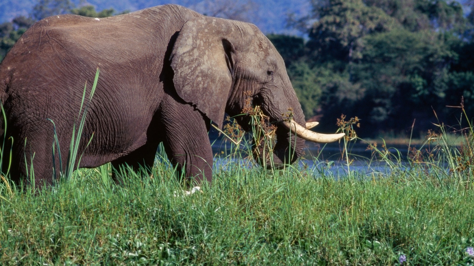 Featured image for American Tourist Fatally Attacked by Elephant on Zambian Safari