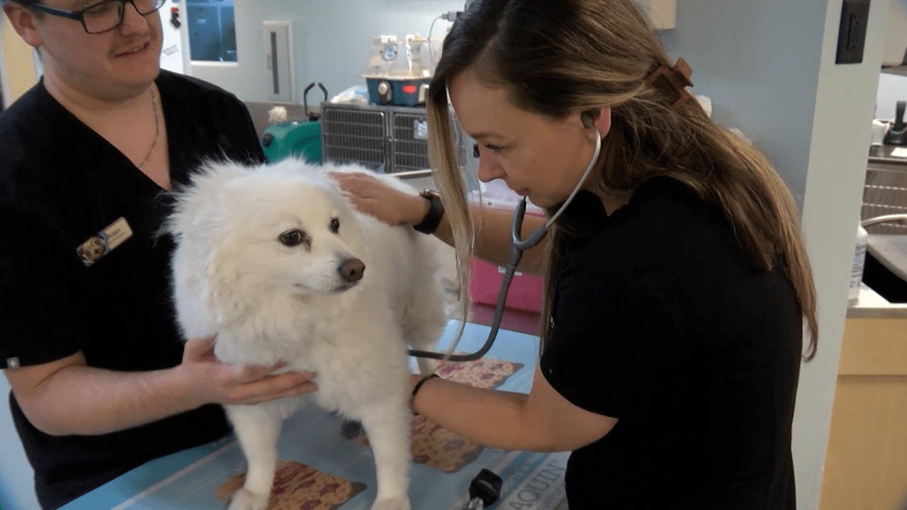 Featured image for "Mystery Dog Respiratory Illness: Vets' Ongoing Investigation"