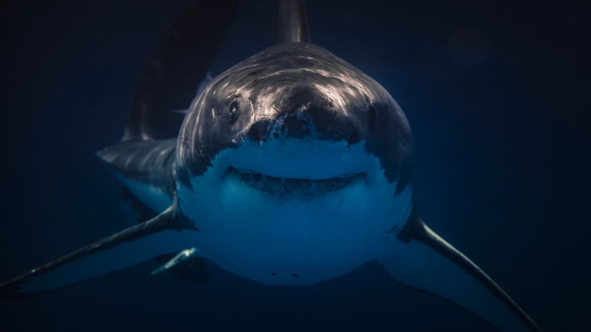 Featured image for Mysterious Twilight Zone Encounters: Great White Sharks Baffle Scientists
