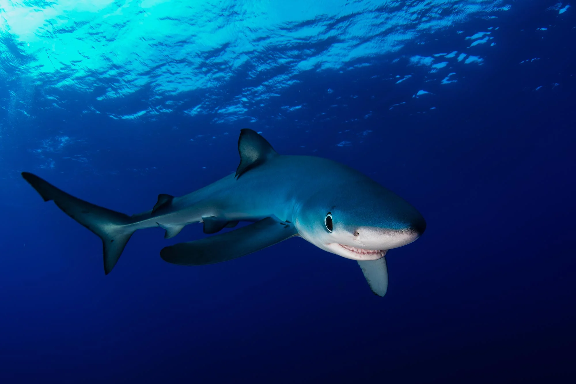 Featured image for Blue Sharks Use Nanotech to Change Color and Camouflage
