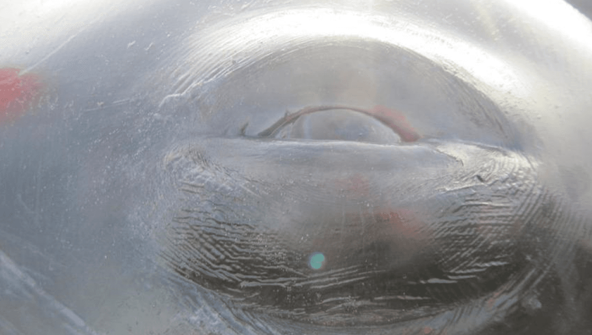 Featured image for Century-Old Harpoon Discovered in World's Oldest Mammal