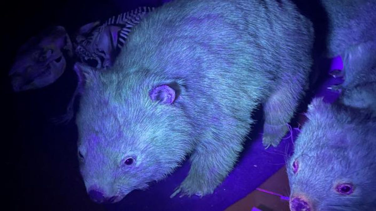 Featured image for Surprising Prevalence of Fluorescent Mammals, Including Cats