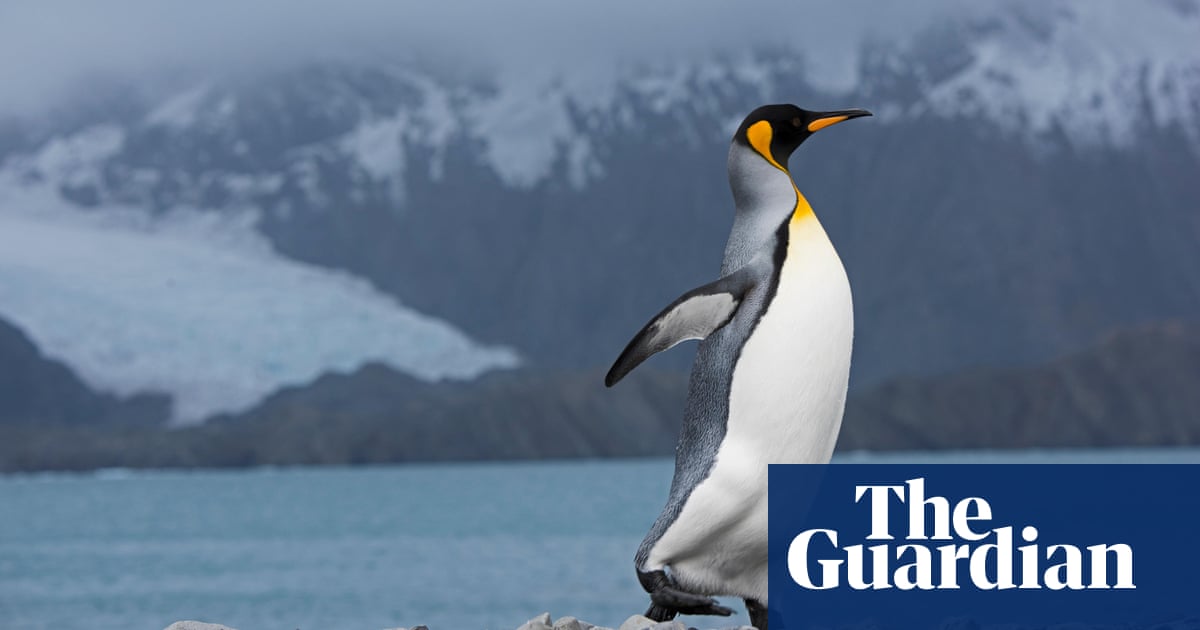 "Deadly H5N1 Bird Flu Claims First Penguins in Antarctic"