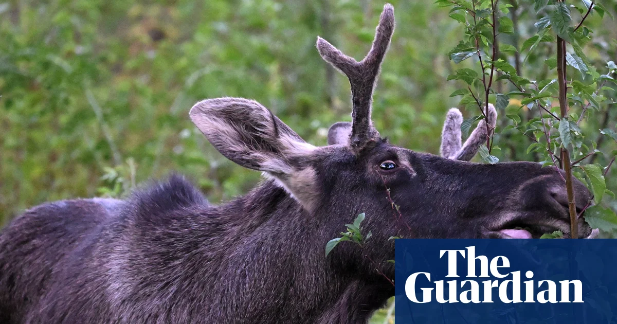 Featured image for Viral Moose Emil Caught After Summer of Roaming Across Europe