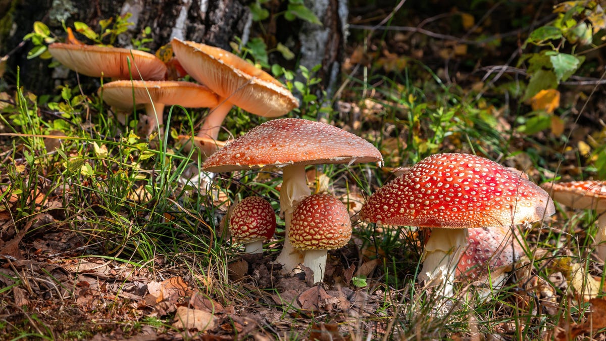 "Master the Art of Identifying Wild Mushrooms with These 11 Expert Tips"