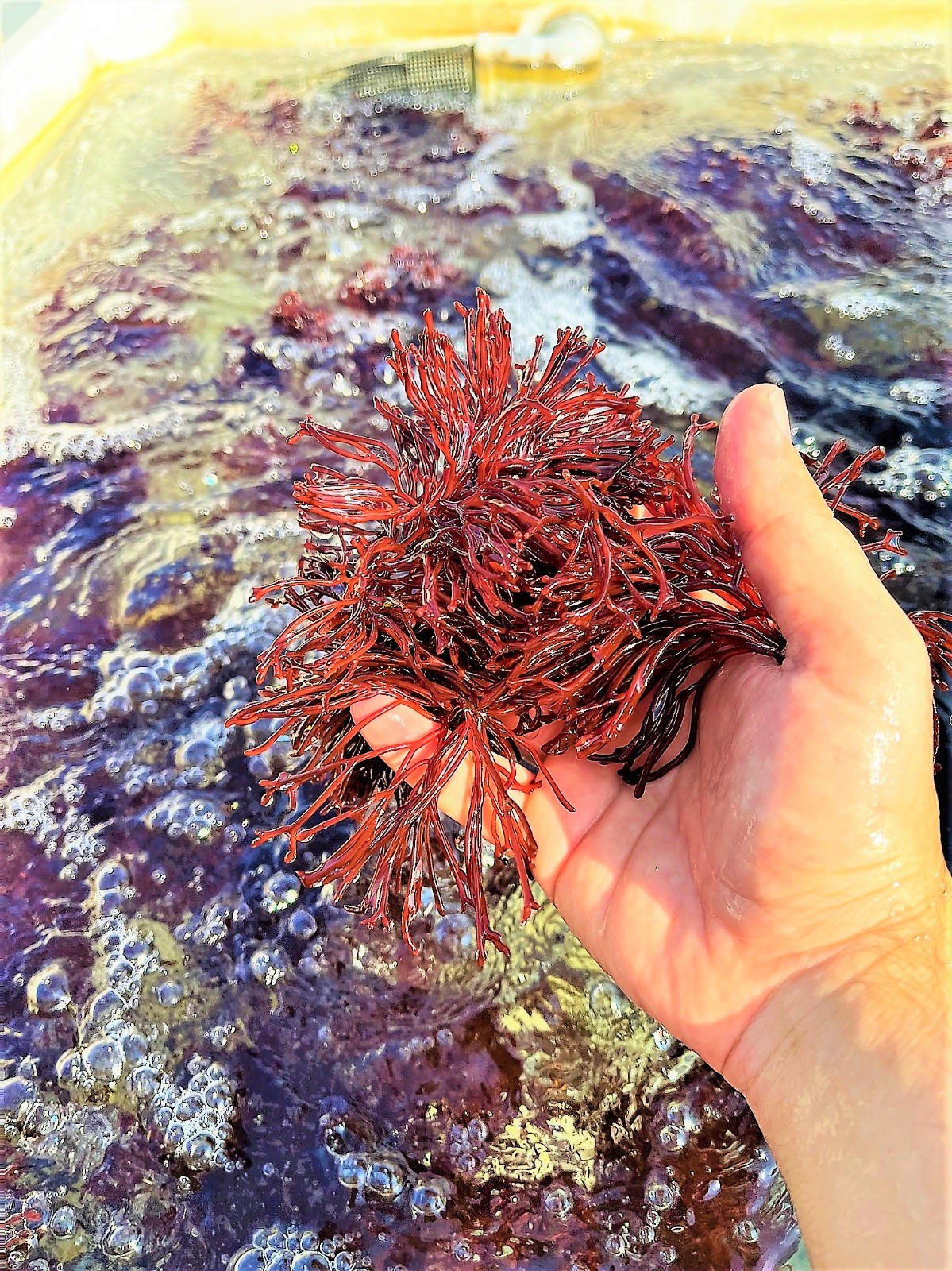 Featured image for "Revolutionary Research Boosts Seaweed's Health Benefits"