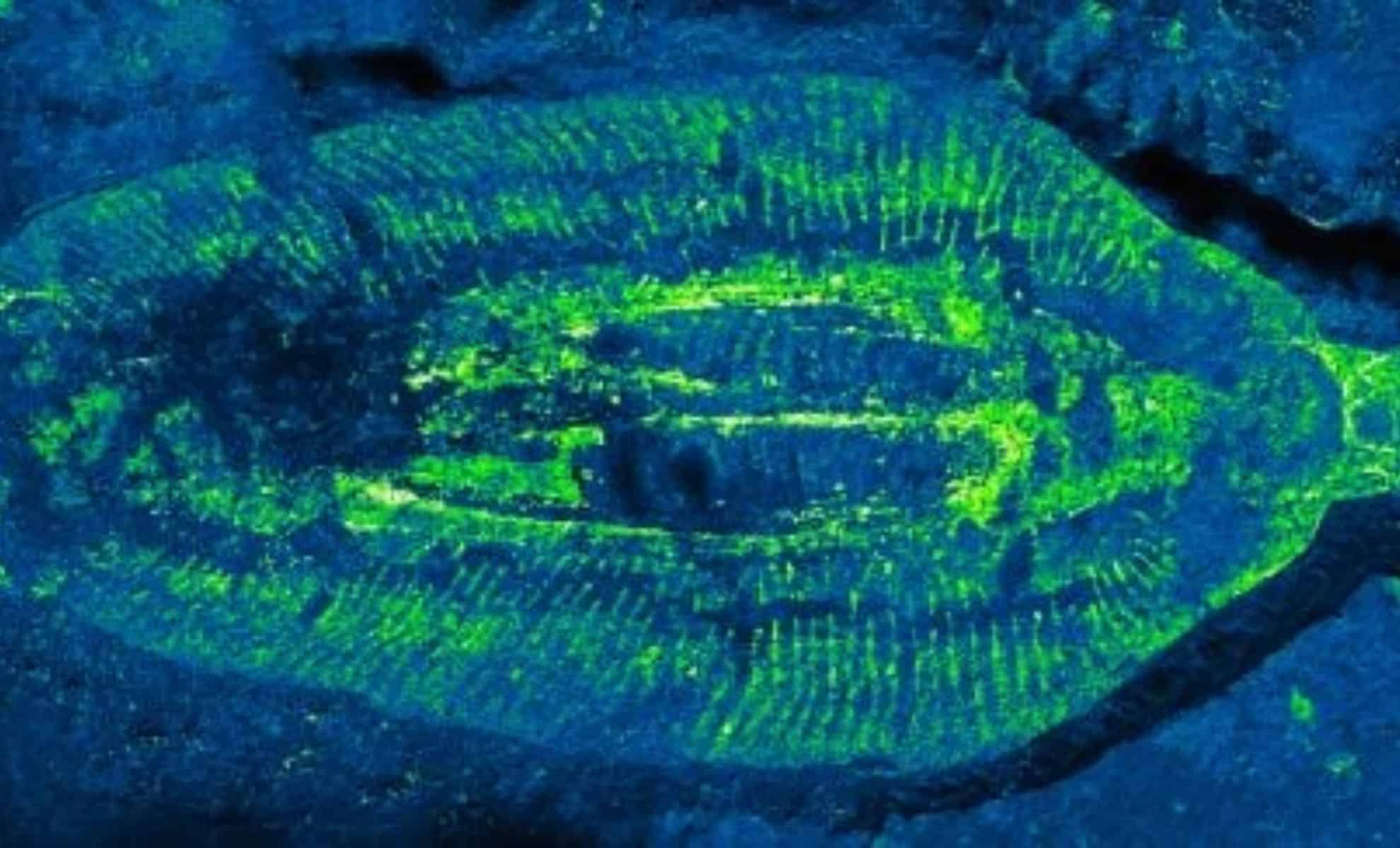 Featured image for Ancient Fossil Unveils Key Evolutionary Mystery