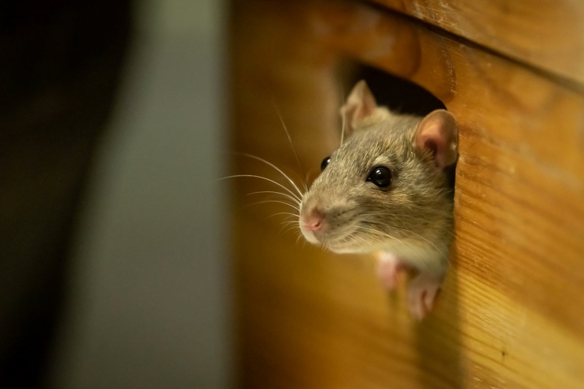 "Identifying Rodent Pests: Distinguishing Rats from Mice"